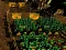 Igra Pixel Farm online