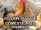 Igra Jigsaw Puzzle Domesticated Animals online