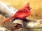 Igra Art Birds Puzzle online