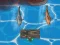 Igra Titanic Shark Attacks online