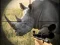 Igra Wild Rhino Hunter online