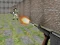 Igra Bullet Fire online