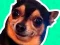 Igra What meme dog are you ? online