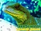 Igra Chinese Water Dragon Jigsaw online
