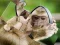 Igra Chimpanzee Jigsaw online