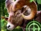 Igra Crazy Goat Hunter 2020 online