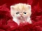 Igra Funny Kitty online