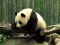 Igra Pandas Puzzle online