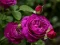 Igra Purple Roses online
