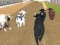 Igra Angry Bull Racing online