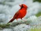Igra Birds Puzzle online