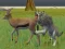 Igra Wolf Life Simulator online