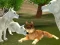 Igra Wild Wolves Hunger Attack online