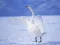 Igra Graceful Swans online