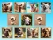 Igra Doggie Duo Discoveries online