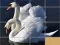 Igra Animals Slide Puzzle online