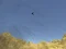 Igra Toucan Shooter online