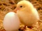 Igra Lovable Little Creatures Puzzle online