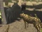 Igra African Cheetah Hunting Simulator online