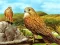 Igra Birds of Prey Slide online