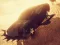 Igra Zombie Car Driver online