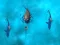 Igra Avoid the Sharks online