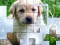 Igra PicPu Dog online