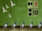 Igra Pigeon Escape 2 online