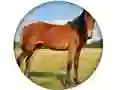 Igra Animal Quiz online