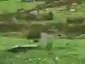 Igra Pigeons Hunting online