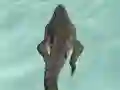 Igra Crocodile Simulator Beach Hunt online
