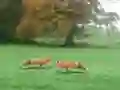 Igra Hunted Fox online