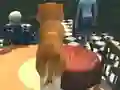 Igra Dog Simulator: Puppy Craft online