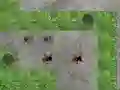Igra Spider Tower Defence online