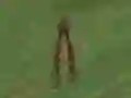 Igra Dino Hunt online