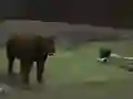 Igra Bear Den online
