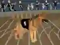 Igra Crazy Dog Racing Fever online