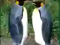 Igra Penguin Puzzle online
