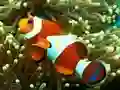 Igra Underwater Hidden Numbers online