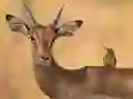 Igra Wild Deer Jigsaw online