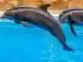 Igra Sea Dolphin Jigsaw online