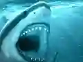 Igra Hungry Shark online