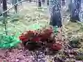 Igra Bernati Forest Adventure online