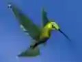 Igra Hummingbird House Escape online
