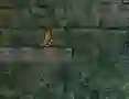 Igra Bunny Adventure online