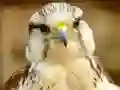 Igra Gyrfalcon Jigsaw online