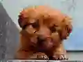 Igra Puppy Puzzle online