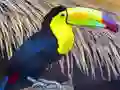 Igra Toucan Bird Jigsaw online