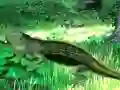 Igra Lizard Forest Escape online