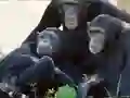 Igra Funny Chimpanzee Jungle Escape online